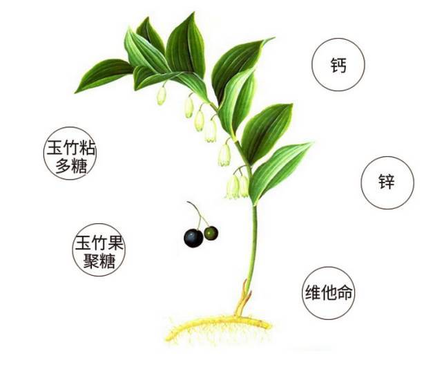 尾参,根茎可供药用,中药名尾参,玉竹,味甘,性平,微温,入心,肾,肺,肝