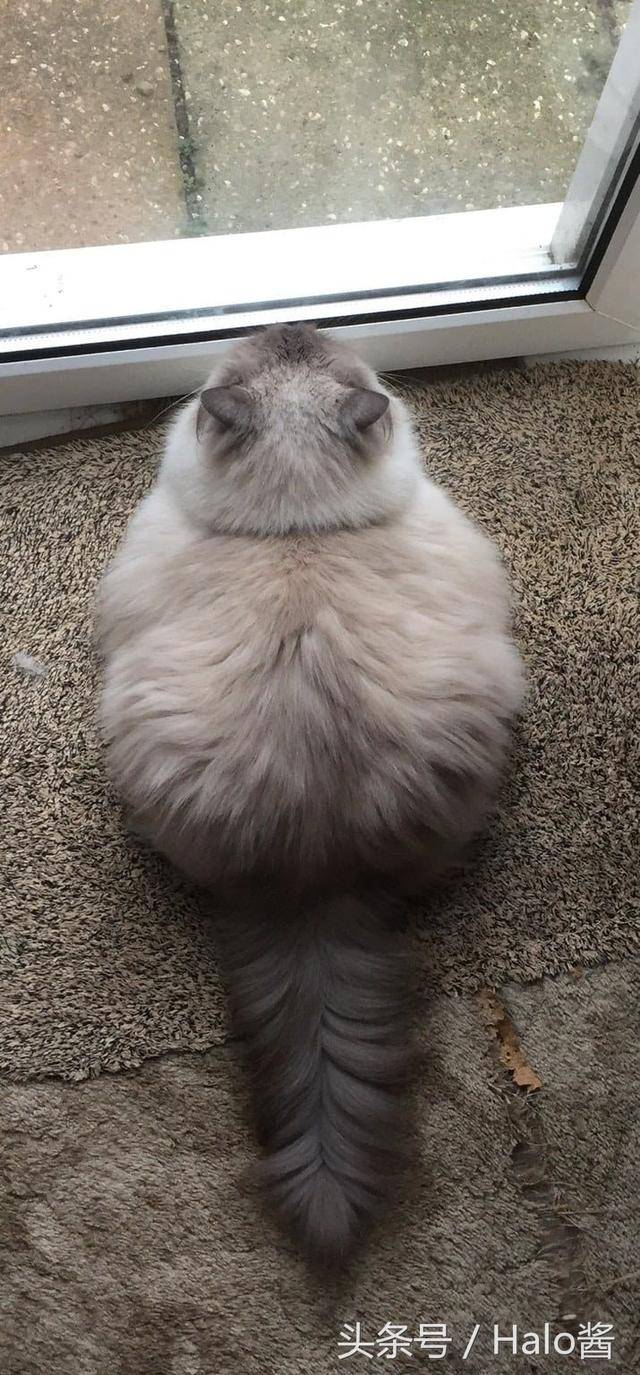 25只"真的胖到像龙猫一样"的激萌大胖猫代表!