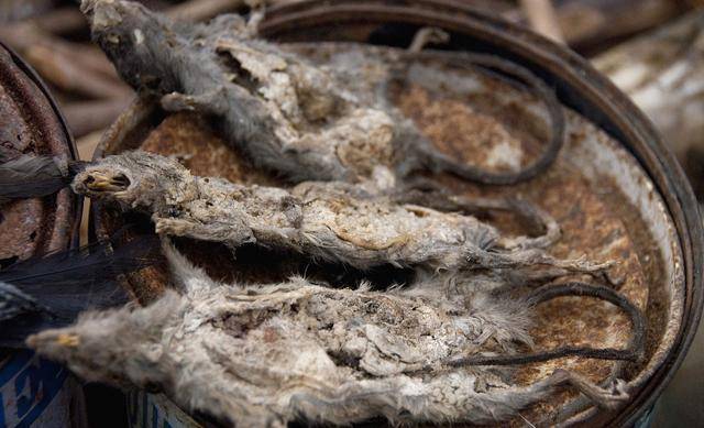 打开包裹时,里面的东西把她吓坏了,里面是一窝死老鼠,有些已经生蛆