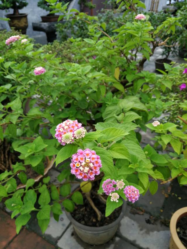 还有很多别名, 比如七姐妹,五色梅,五龙兰,如意草,五彩花,臭草 臭金凤