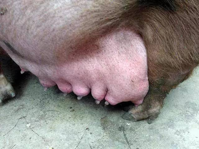 母猪假孕的图片图片