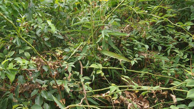 野蔷薇: 篦齿托叶倒钩刺,呈束花柱白花瓣_手机搜狐网