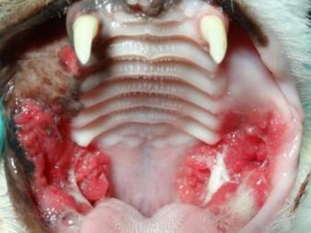 典型的损伤主要是前臼齿和臼齿还有口腔尾侧腭舌皱襞粘膜严重发炎