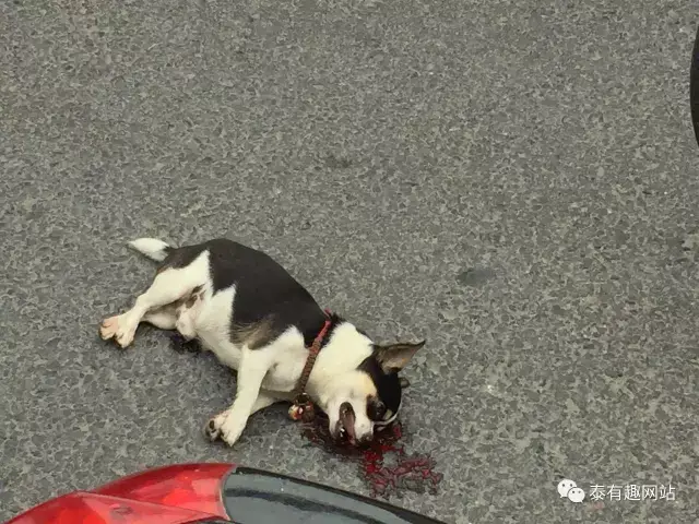 随即,编辑赶到现场,据围观群众反映,狗主人是中国邮政的工作人员,他在