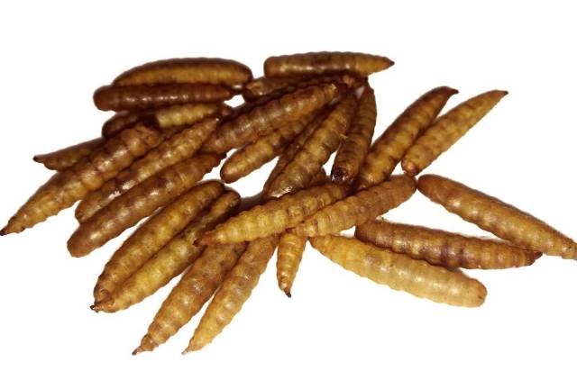 餐厨垃圾可以喂猪牛吗?黑水虻:不可以,只能喂我