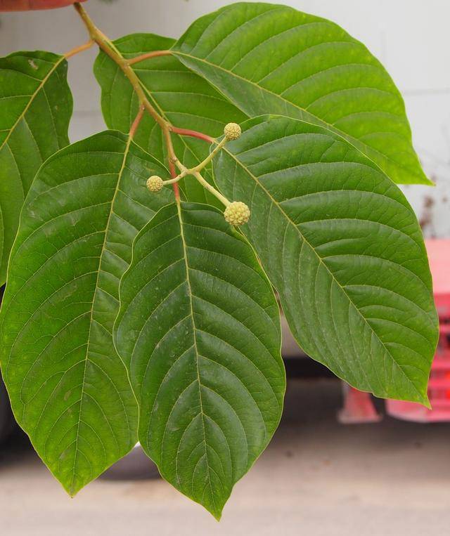 喜树黄色绣球挂枝头三棱翅果我独有