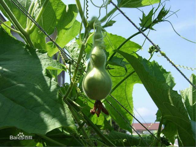夜开花,学名叫瓠瓜,又叫瓠子,扁蒲,葫芦,叶为心形,花呈白色,夕开晨闭