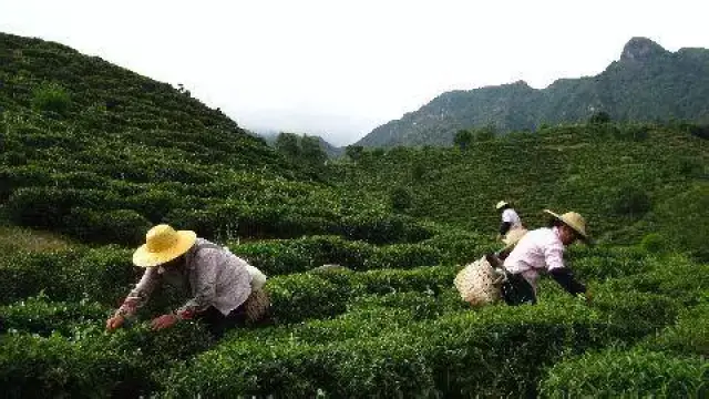 鴨母捻,豬腸脹糯米,豬腳圈,酵粿桃,包粄,擂茶,綠茶,粉果,靖海豆楫