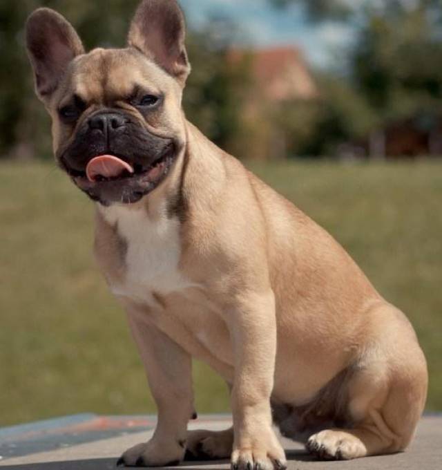 全球最受欢迎的十种宠物狗,你的爱犬是否其中一种