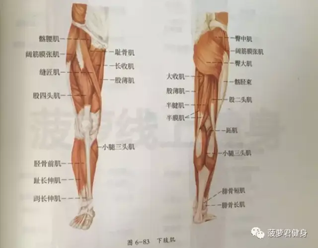 大腿肌肉侧面图片