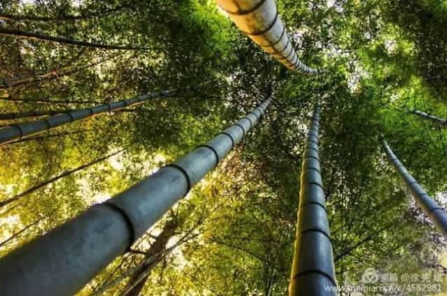 咸宁被称为楠竹之乡.潜山的竹,粗旷傲横,阿娜多姿,挺拔向上.