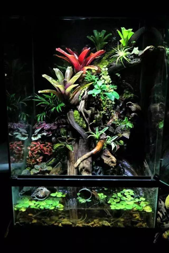 水草缸雨林缸造景:小型缸玩雨林照样6的很