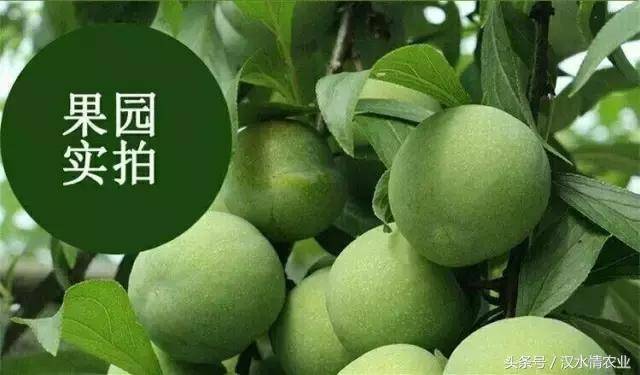 陕南深山算盘李火爆销售中!史上最"李"想的味道