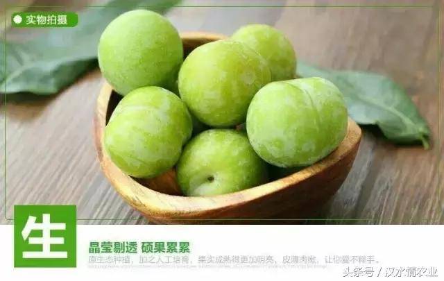 陕南深山算盘李火爆销售中!史上最"李"想的味道