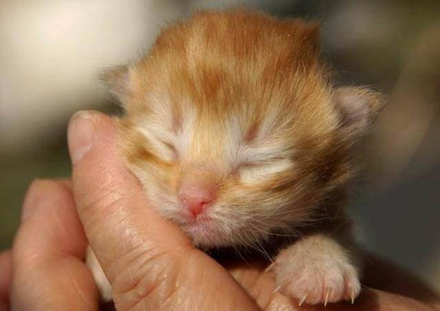 一大波超萌猫咪宝宝来袭,你中意哪一款?