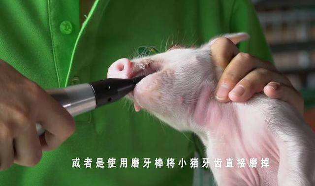 剪牙是保护小猪,也是保护母猪.