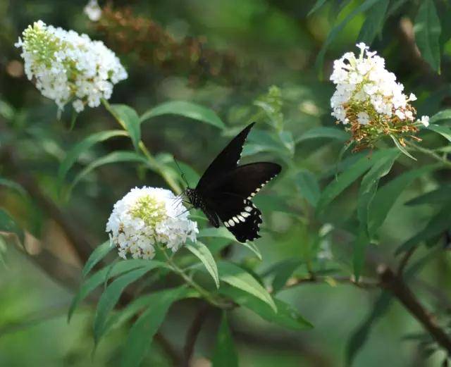 太原本月18号开放一所蝴蝶花园,来这里您随时可化身为"香妃"