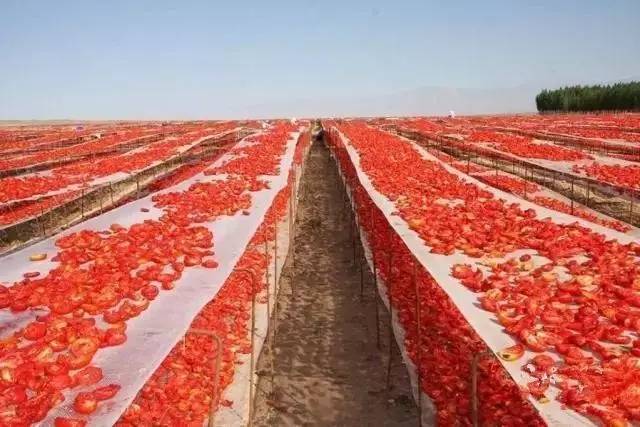 新疆兵团7万亩番茄熟了,场面太壮观了!