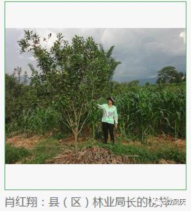 凤庆县林业局肖红翔县区林业局长的榜样