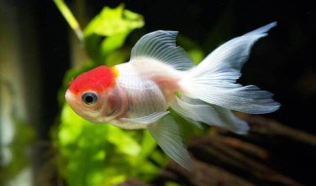 没有水的鱼,能活多久?