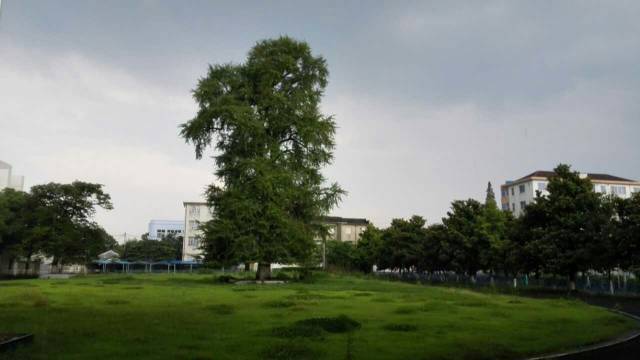 王一琛:再回濮院,寻迹三中