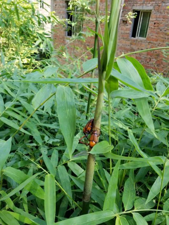 竹象,也叫钻竹蜂,是一种甲壳类昆虫,它的颜色黑黄发亮,体表像是上了一