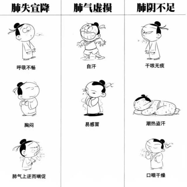 中医五脏之肺:相傅之官