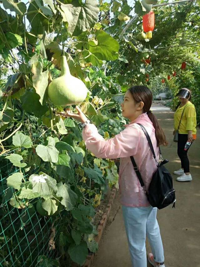 等你来】果子红了,西瓜熟了,篝火烧起来了,静乐木瓜山生态园采摘节第