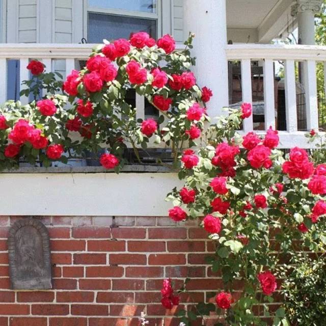 适合庭院种植的玫瑰