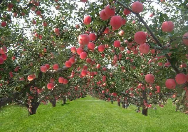 农村小伙帮父亲管理果园,苹果高产却被骂_手机搜狐网