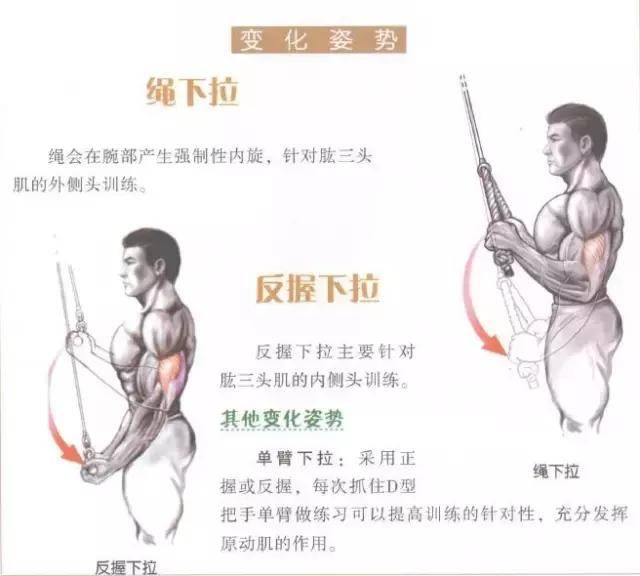肱三头肌训练动作,肱三头肌和肱二头肌,肱三头肌拉伸动作_大山谷图库