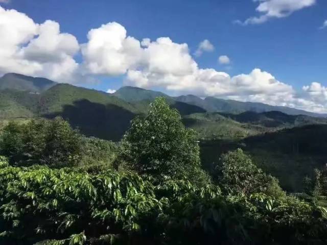 爱伲推出咖啡林领养计划|首批领养的咖啡树已挂牌