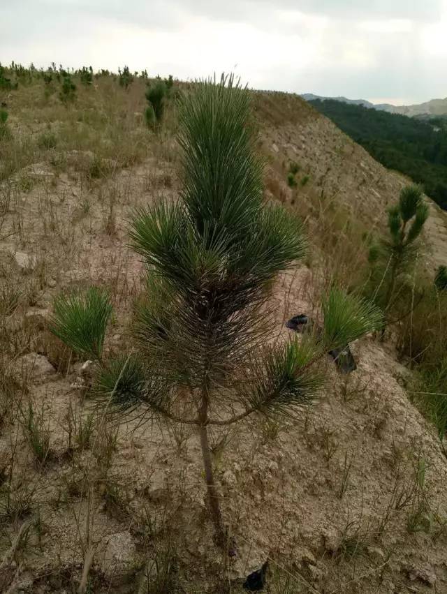 湖北随州矿山复绿通过国检,百余石企死而后生