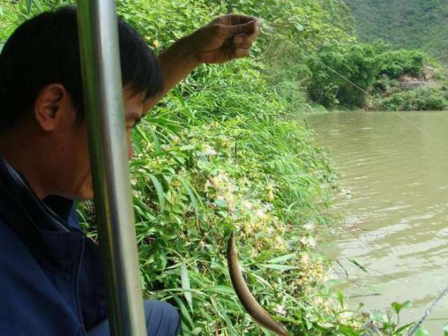 这鱼你们那叫它什么客家人称它为猪麻锯