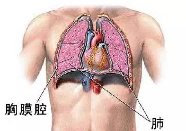 胸膜位置图片