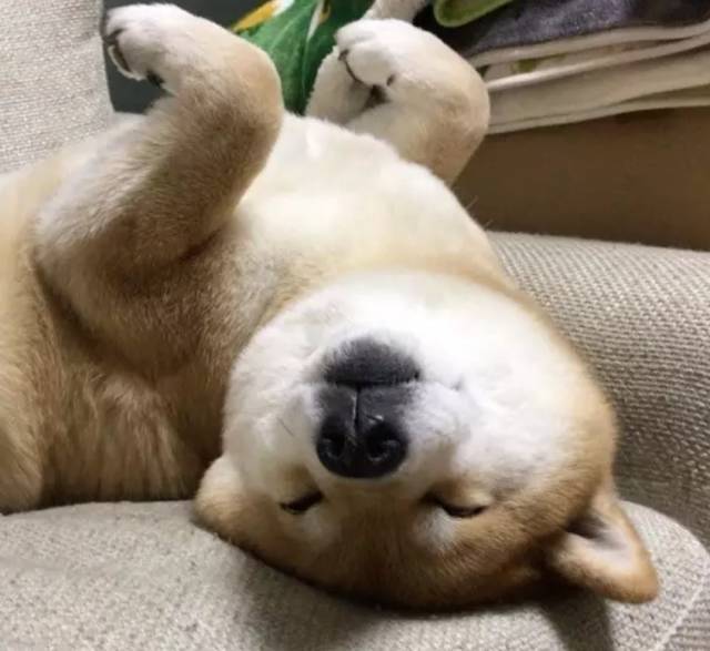 一只连喝水都在笑的柴犬,拥有260万粉丝,用笑容治愈了无数人!
