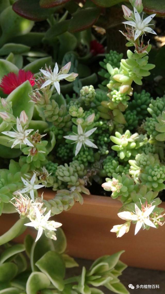 雨心,一年四季开花,白色小花花.