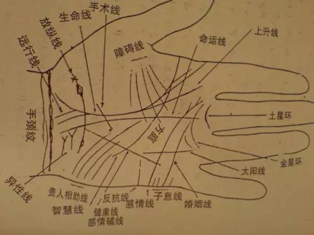 纯干货~看手知病!中医手诊大全