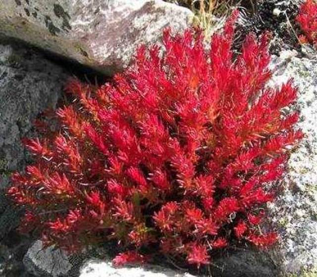 白山市市花———红景天