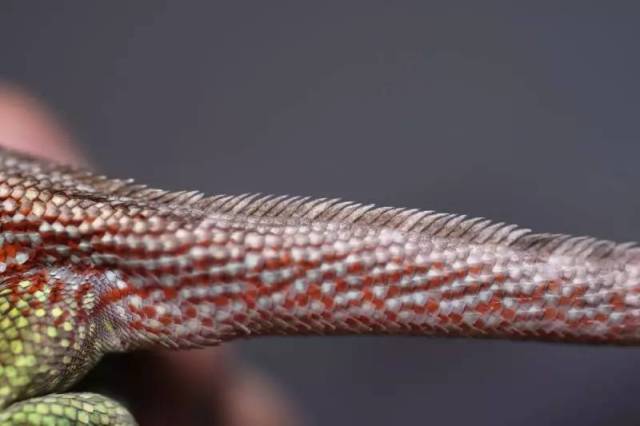 这或许是国内第一次纹面弹簧蜥繁殖成功