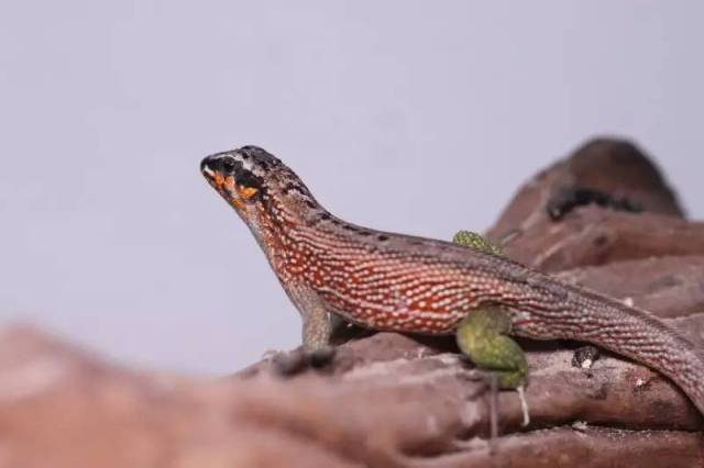 这或许是国内第一次纹面弹簧蜥繁殖成功