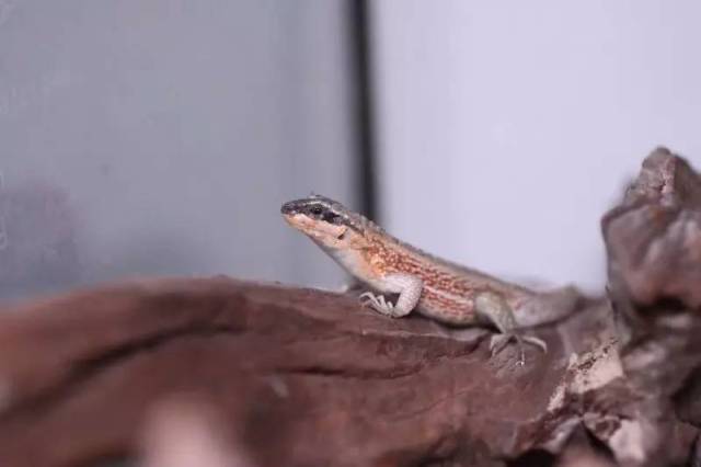 这或许是国内第一次纹面弹簧蜥繁殖成功