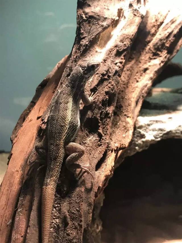 这或许是国内第一次纹面弹簧蜥繁殖成功