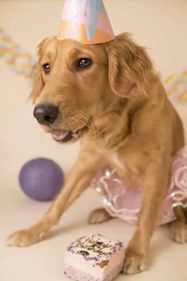 金毛和小主人的艺术照,多么温馨的画面啊