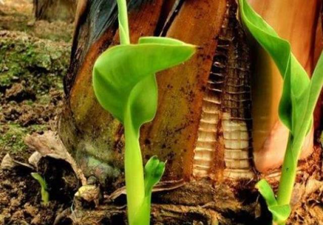 香蕉芽什么时候割好?香蕉如何留芽