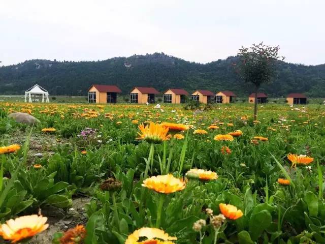 盘龙岛最大的特色也是生态渔业观光园,是大型的专业鲟龙鱼养殖基地