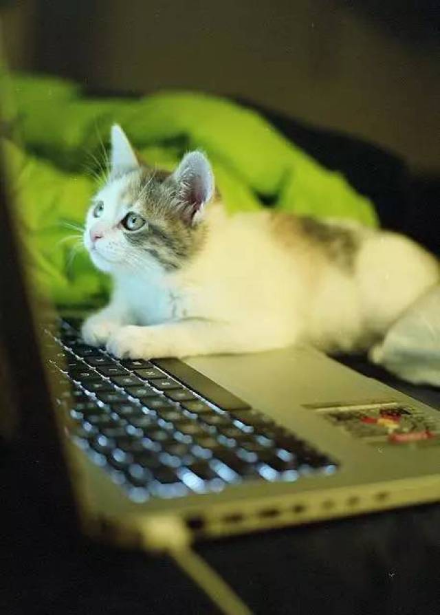 猫咪:我有特别的玩电脑技巧!