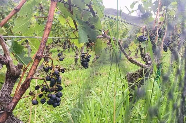 99%的人来这里是为了探访诗人顾城的故居,而我却是为它而来!