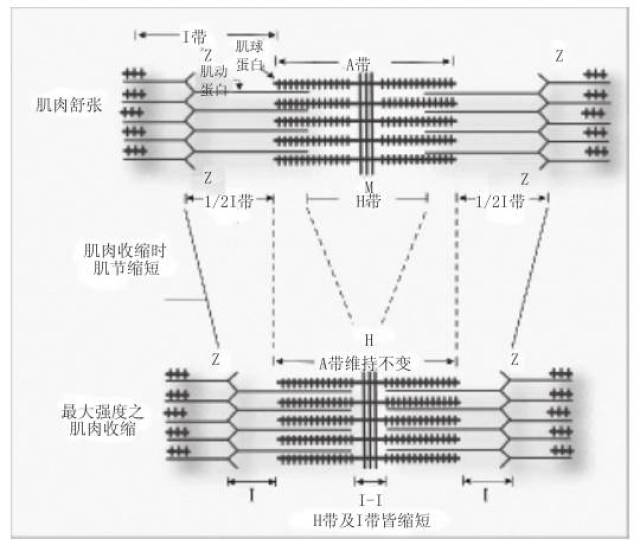 【基础理论—肌纤维的收缩