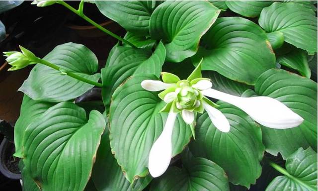 半阴处也能养开花的6种植物,看看你家有没有?